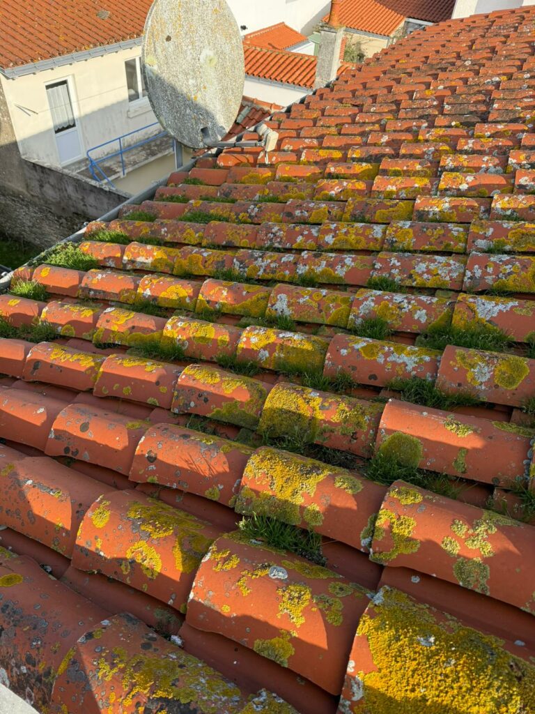 Toiture mousse — tuiles canal avant nettoyage — Dethière Couverture Hauts-de-Seine